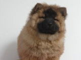 Magnifiques chiots Chow Chow à vendre