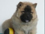 Magnifiques chiots Chow Chow à vendre
