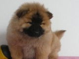 Magnifiques chiots Chow Chow à vendre