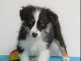 Chiots Berger Australien à vendre