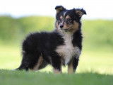 Chiot femelle Berger des Shetland LOF tricolore à vendre