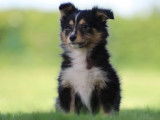 Chiot femelle Berger des Shetland LOF tricolore à vendre