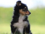 Chiot femelle Berger des Shetland LOF tricolore à vendre
