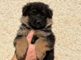 Disponibles à la vente : des chiots Bergers Allemands LOF