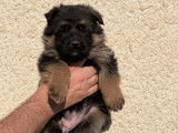 Disponibles à la vente : des chiots Bergers Allemands LOF