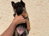 Disponibles à la vente : des chiots Bergers Allemands LOF