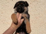 Disponibles à la vente : des chiots Bergers Allemands LOF
