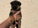 Disponibles à la vente : des chiots Bergers Allemands LOF