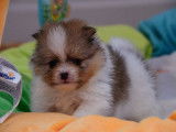 Magnifique pomeranian spitz nain particolore orange