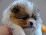 Magnifique pomeranian spitz nain particolore orange