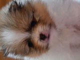 Magnifique pomeranian spitz nain particolore orange