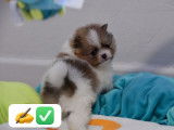 Magnifique pomeranian spitz nain particolore orange