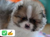 Magnifique pomeranian spitz nain particolore orange