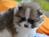 Magnifique pomeranian spitz nain particolore orange