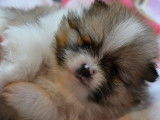 Magnifique pomeranian spitz nain particolore orange