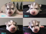 7 chiots Huskies LOF &agrave; r&eacute;server