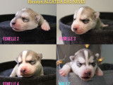 7 chiots Huskies LOF &agrave; r&eacute;server