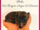 À réserver : 11 chiots Malinois LOF