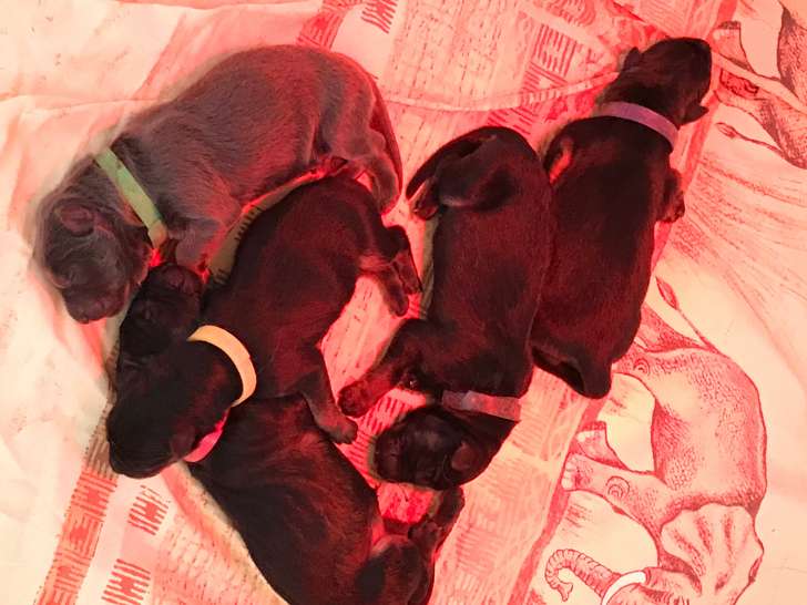 Chiots de race Altdeutscher Schäferhund à vendre (1 femelle & 4 mâles)