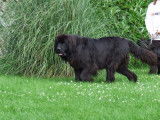 &Agrave; r&eacute;server : des chiots Terres Neuves LOF noirs