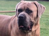 Chien Cane Corso LOF disponible pour saillie