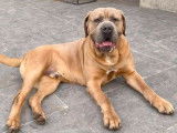 Chien Cane Corso LOF disponible pour saillie