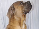 Chien Cane Corso LOF disponible pour saillie