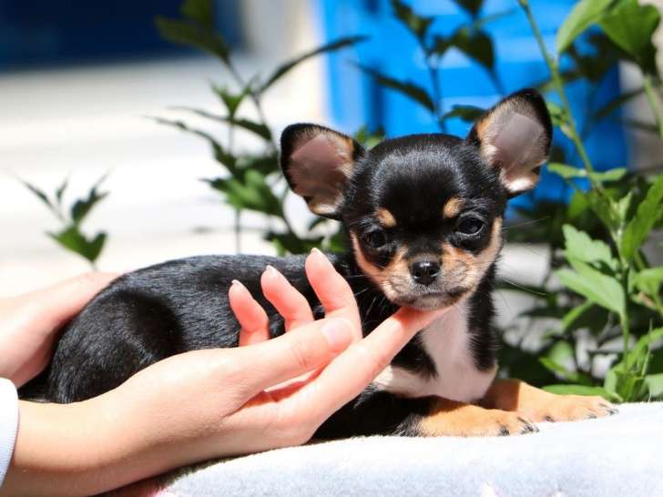 Mise à la réservation d’un chiot femelle Chihuahua bicolore LOF