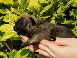 Des chiots Bouledogues Français LOF à réserver