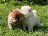 À vendre, 2 chiots mâles Shiba Inus LOF