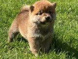 À vendre, 2 chiots mâles Shiba Inus LOF