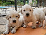 3 chiots mâles Golden Retrievers LOF à réserver