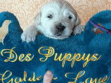 3 chiots mâles Golden Retrievers LOF à réserver