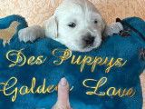 3 chiots mâles Golden Retrievers LOF à réserver