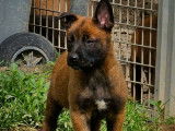 Un chiot Berger Belge Malinois LOF à la vente
