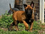 Un chiot Berger Belge Malinois LOF à la vente