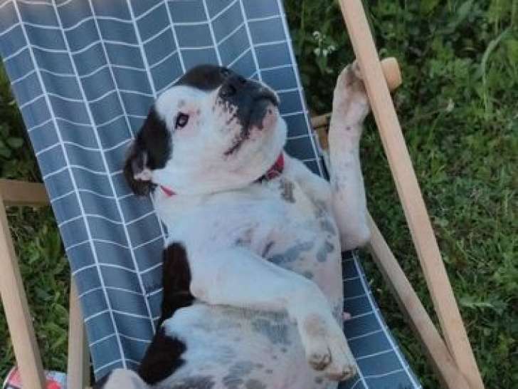 Un chien adulte Staffie de 6 ans disponibles