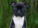 2 chiots Staffies LOF à la vente