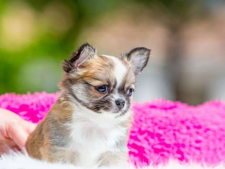 Un chiot Chihuahua LOF disponible à la réservation