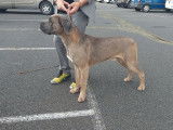 1 chien Cane Corso LOF &agrave; vendre