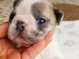 Magnifiques bébés Bouledogue Français à vendre