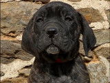 Chiot Cane Corso LOF noir bringé à vendre