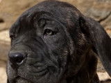 Chiot Cane Corso LOF noir bringé à vendre