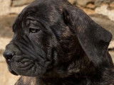 Chiot Cane Corso LOF noir bringé à vendre