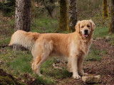 Chien Golden Retriever fauve disponible pour saillie
