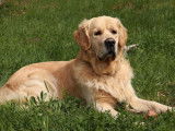 Chien Golden Retriever fauve disponible pour saillie