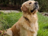 Chien Golden Retriever fauve disponible pour saillie