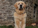 Chien Golden Retriever fauve disponible pour saillie