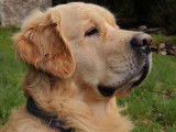 Chien Golden Retriever fauve disponible pour saillie