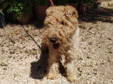 Chien Fox Terrier de 7 ans &agrave; adopter